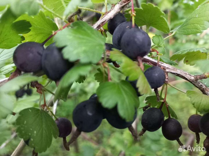 Саженцы крыжовника 