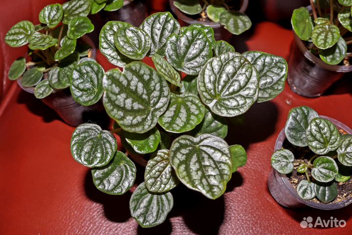 Пеперомия, Peperomia Burbella