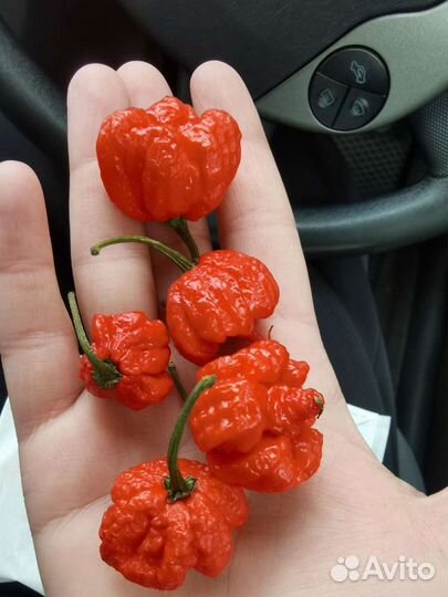 Семена суперхотов Carolina Reaper и другие