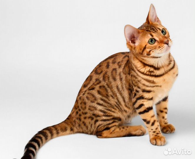 Бенгальская кошка