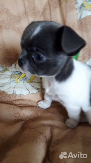 Вязка чих мини