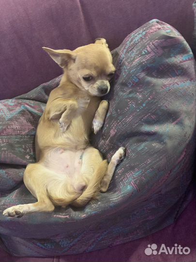 Передержка собак