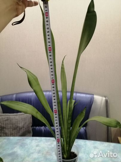 Сансевьерия мунлайт