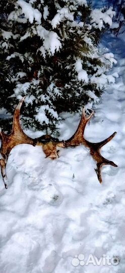 Продам рога лося