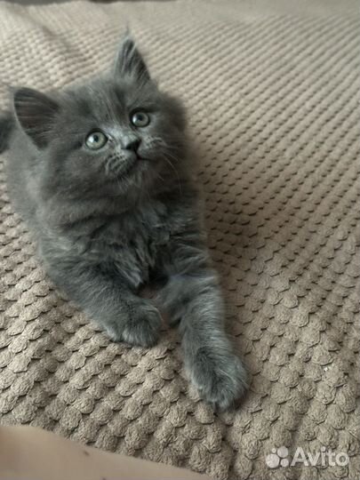 Шотландская кошка