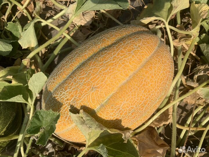 Дыня эфиопка
