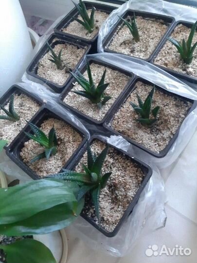 Суккуленты