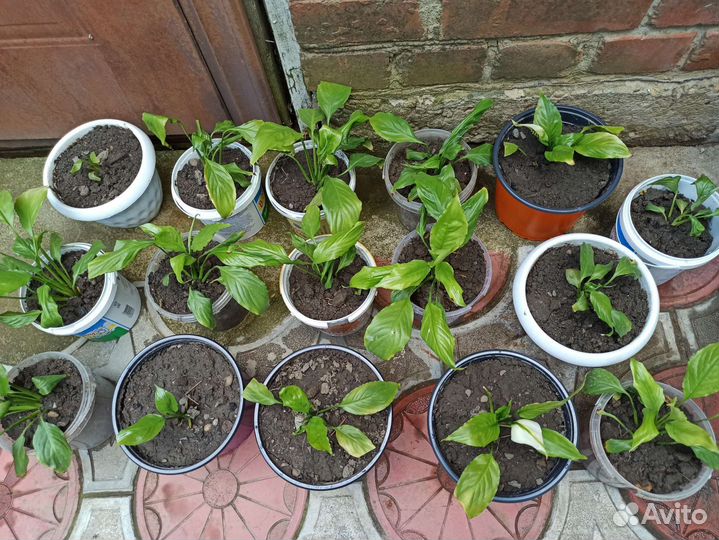 Цветок спатифиллум (женское счастье)