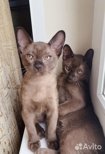 Бурманские котята