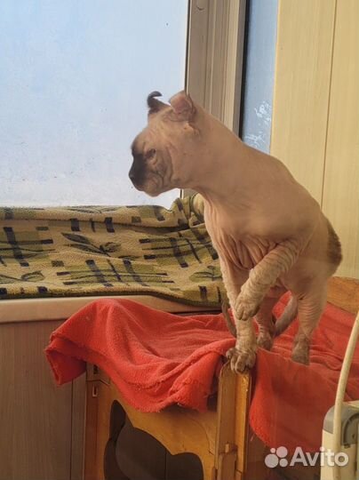 Канадский сфинкс Эльф