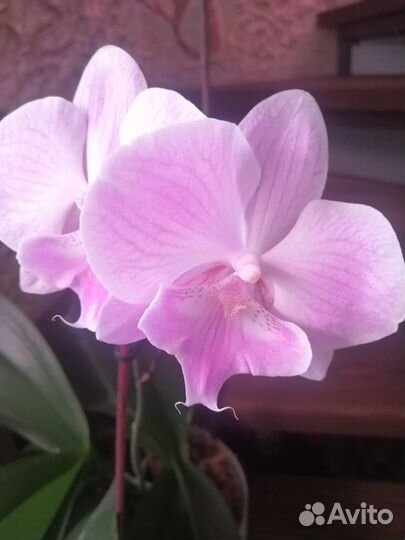 Орхидея фаленопсис