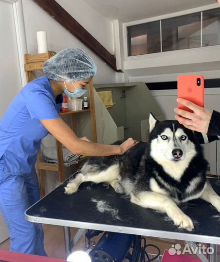 Груминг (Стрижка собак и кошек)