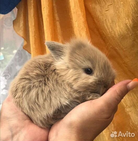 Карликовый кролик