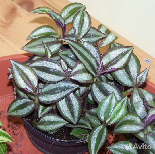 Эпипремнум сорт н Джой