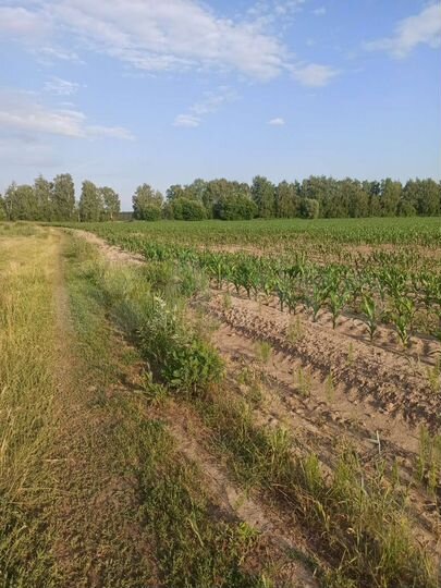 Участок 12 сот. (СНТ, ДНП)