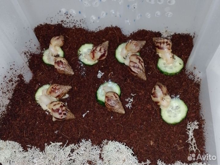 Улитки ахатины