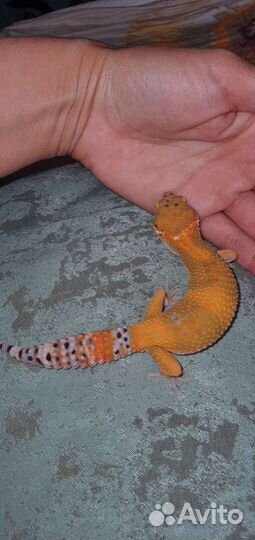 Геккон эублефар
