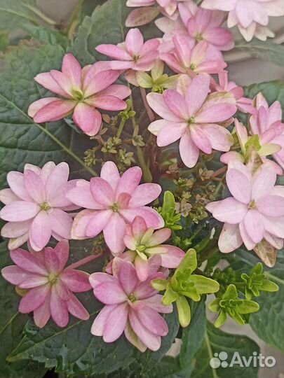 Гортензия крупнолистная