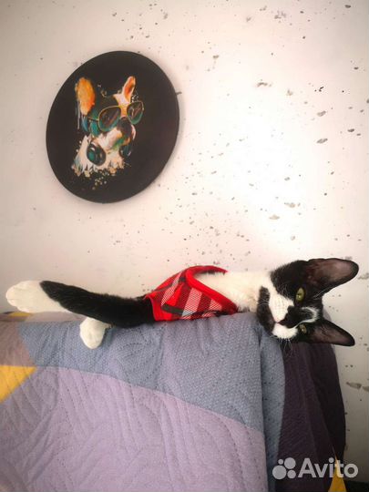 Передержка кошек и других небольших питомцев