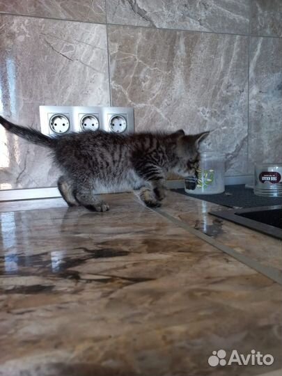 Отдаю котенка