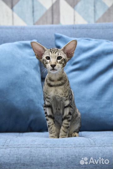 Ориентальный котенок