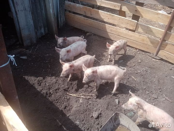 Поросята