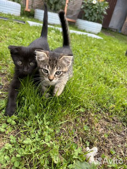 Шотландские вислоухие котята