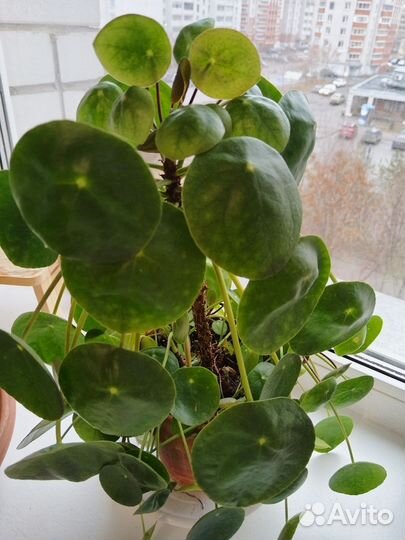 Пилея пеперомиевидная