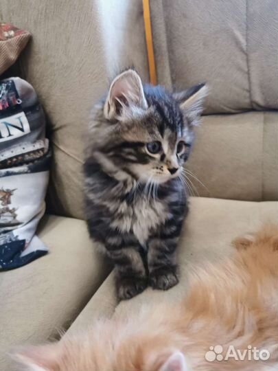 Котята курильский бобтейл