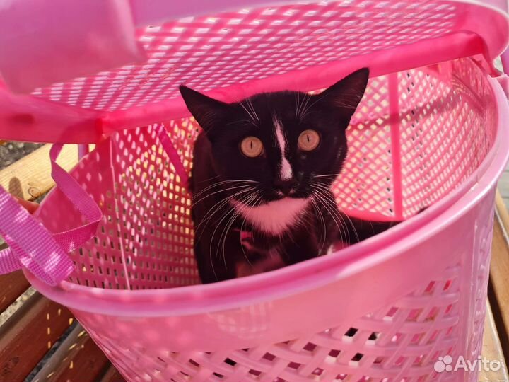 Котик ищет дом