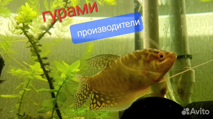 Аквариумные рыбки