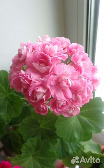 Сортовые пеларгонии (обмен или продажа)