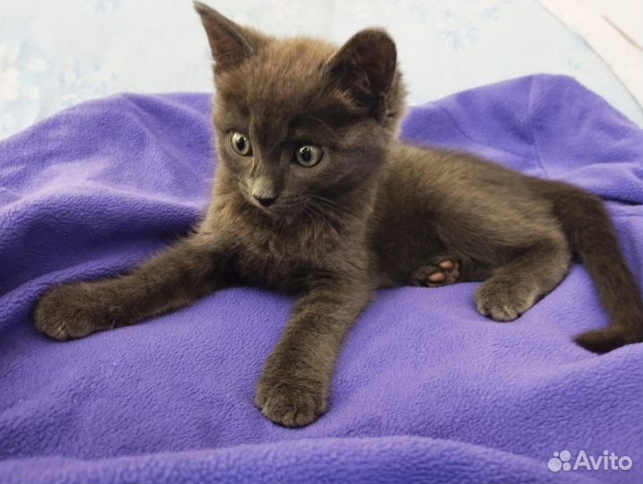 Том 1.5 месяца