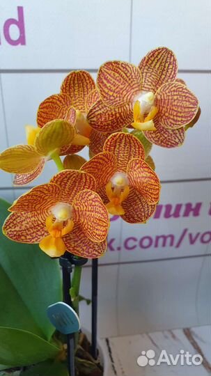 Орхидея фаленопсис Литтл Зорро
