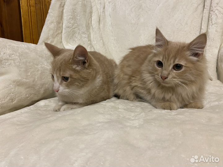 Коты в добрые руки