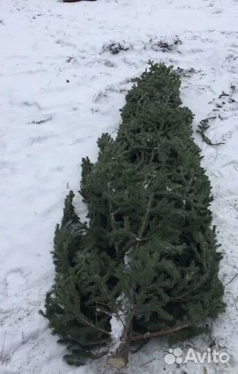 Живые новогодние елки оптом
