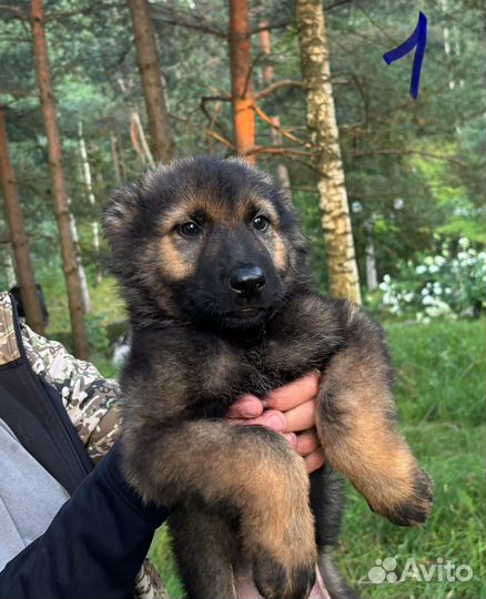 Щенки настоящей немецкой овчарки