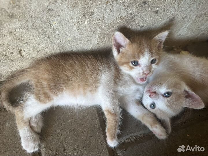 Котята в добрые руки мальчики