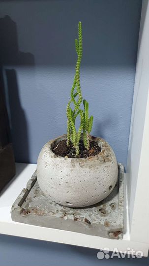 Цветок с горшком