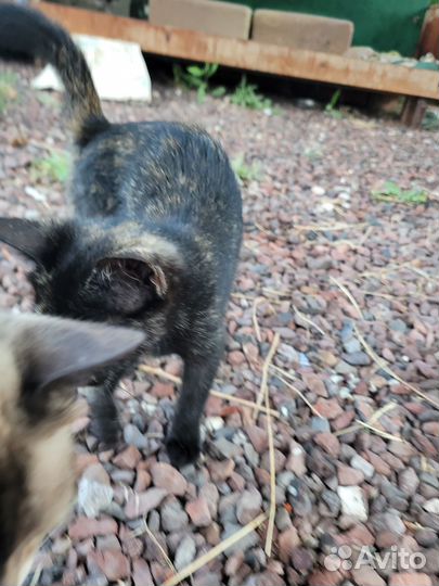 Котята в добрые руки приучены к лотку