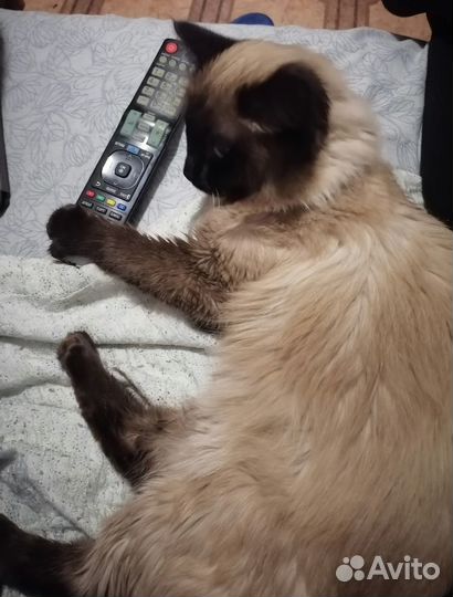 Котята отдам даром