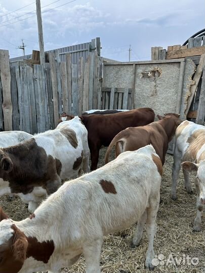 Бычки на откорм 16 голов