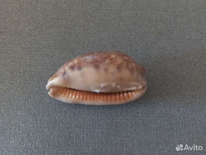 Морские ракушки раковины