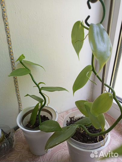 Орхидея ваниль