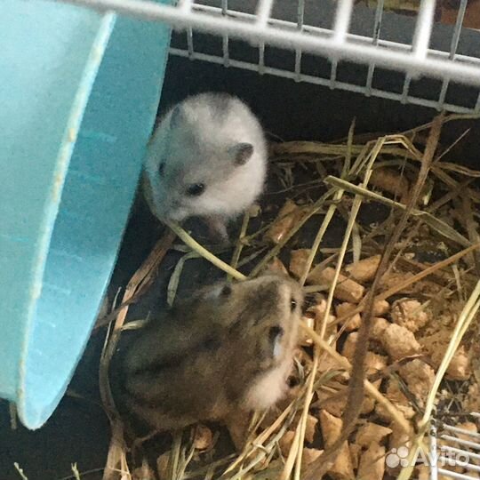 Джунгарский хомяк