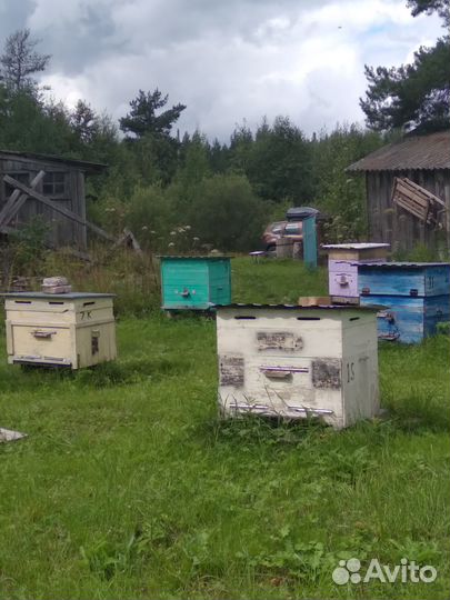 Продается Пасека