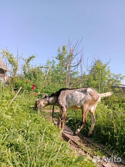 Утки,гуси,кролики,козёл