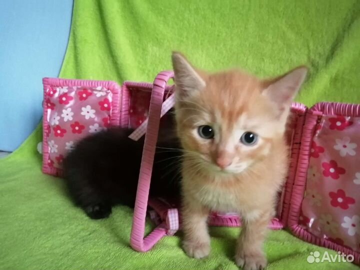 Котята в добрые руки