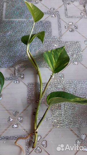 Филодендрон