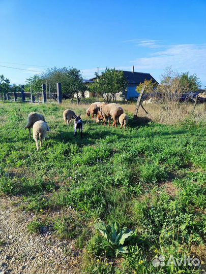 Бараны стадо